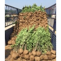 供应北海道黄杨，冬青球苗，大叶黄杨球苗