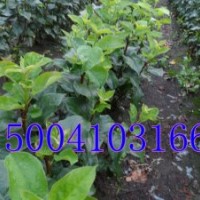 寒富苹果苗，寒富苹果苗价格