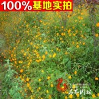 多分枝棣棠 棣棠花 工程绿化用苗