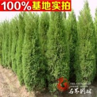 供应苗木 供应灌木 万峰桧