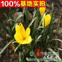 基地直销石蒜 黄花石蒜 数量大