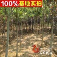 枇杷基地常年低价出售枇杷苗