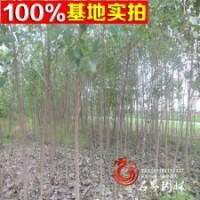 杨树基地常年大量批发【速生杨】