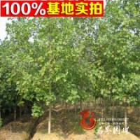 低价供应鹅掌楸 杂交马褂木