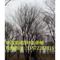 茶条槭-陕西龙诚园林大量供应精品苗木