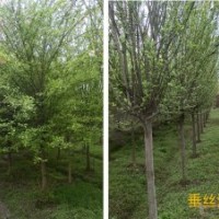 成都垂丝海棠，熟货海棠，海棠基地