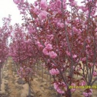 红叶樱花、樱花、美国红叶樱花、彩叶苗木、小苗、莱州