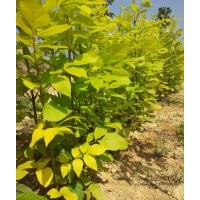 金叶复叶槭、金叶、复叶槭、莱州彩叶、彩叶苗木、
