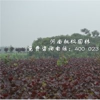 河南桃枫园林全红杨小苗精选树种出售