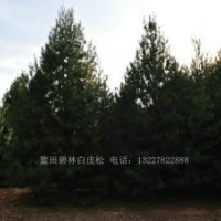 精品6米白皮松一级货6米二级白皮松6米
