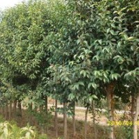 石家庄藁城区佳霖苗圃场供应大叶女贞