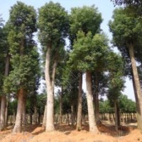 32公分移植香樟树，33-35公分再生香樟树供应