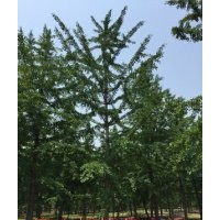 买银杏树到哪里？--百度推荐鑫苑银杏苗圃