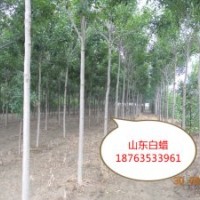 大量供应白蜡 速生白蜡 造型白蜡 3-10公分白蜡