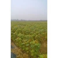 长期供应美国红枫（秋火焰）