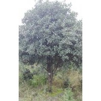 大量供应柳叶金桂、银桂（低开丫、高开丫自然形）