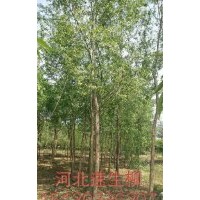 河北凯达柳树基地低价供应各种乔灌木