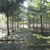 福建银杏供应1-80公分银杏树