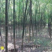 3公分国槐大量低价优惠供应、3公分国槐