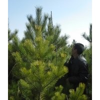 2.5米油松樟子松