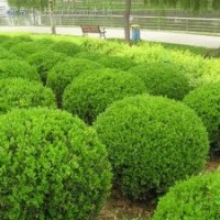 自产自销50-120小叶黄杨球