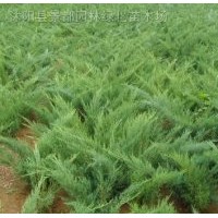 花灌木-沙地柏扶芳藤、红花继木、石楠球