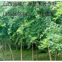 3公分五角枫树大量低价出售