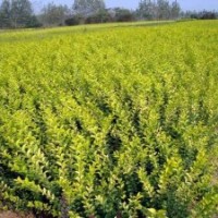 供应：金叶女贞,地柏,蜀桧,龙柏,樱花