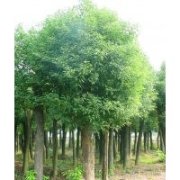 提供湖南20公分骨架香樟，22公分骨架香樟，骨架香樟价格