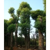 供应42公分骨架香樟，45公分香樟树，大型香樟基地