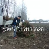 江苏火棘苗价格一年生火棘工程苗数量多质量好