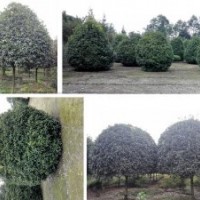 桂花球，高杆桂花