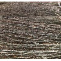 供应优质2公分3公分5公分6公分皂角苗