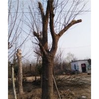 山东大规格皂角树联系人吴云庆