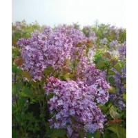 大量供应紫丁香，农民自己的苗圃