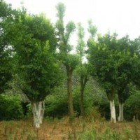 胸径26cm湖南移栽香泡树，30公分骨架香泡树，30公分香泡树价格