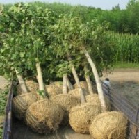 供应法桐，泰山松，银杏，白玉兰，樱花等各类园林绿化苗木