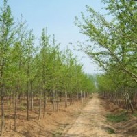 供应银杏，景松等造型景观绿化苗木