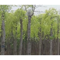 金叶榆【矮秆】珍珠梅 栾树