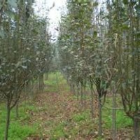 西府海棠(3公分-12公分）