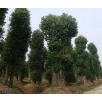 供应20-22公分香樟树，最新20公分香樟树价格