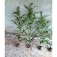 长期出售红豆杉，小苗，大树