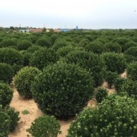 供应：北海道，冬青球苗，木槿。