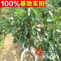 厂家常年供应 天然优质代代橘