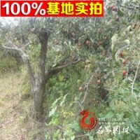 出售 山楂树 数量大 价格低