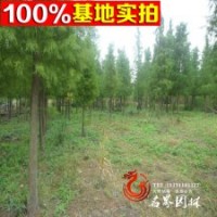 中山杉 树形美 根系发达 好成活