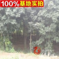 直销 供应各种乔木 中华七叶树