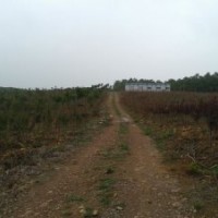 苗木樱花,红叶李,海棠