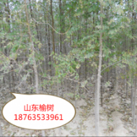 大量供应榆树苗2到6公分