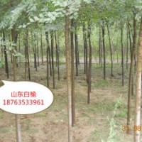 供应榆树 金叶榆 毛白杨 椿树 圆冠榆 丝绵木 白蜡 柳树 垂柳 法